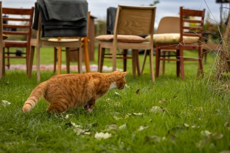 Een oranje kat die op jacht is in een grasveld met stoelen op de achtergrond.