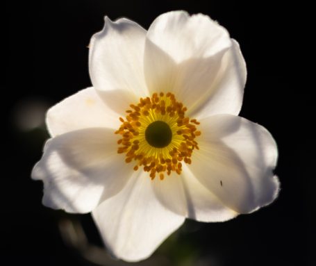 Witte bloem met gele meeldraden en een groen hartje op een donkere achtergrond.