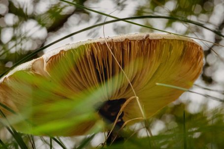 Grote paddenstoel met een brede hoed, omringd door gras en bladeren.