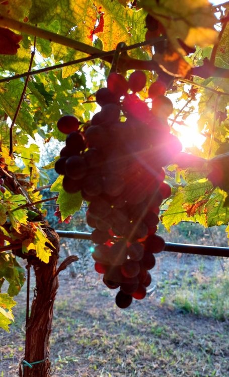 Zwarte druiven hangen aan een wijnstok met de zon op de achtergrond.