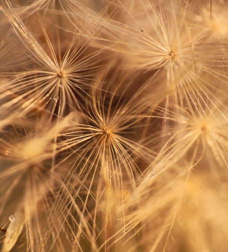 Dichtbijfoto van delicate, gouden pluizen van een bollenplant.