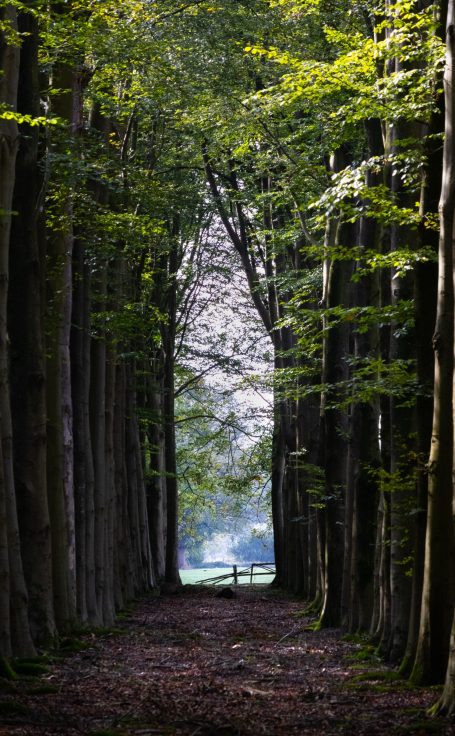 Een smal bospad omringd door hoge bomen, met licht dat door de takken priemt.