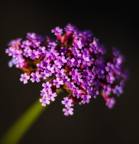 Een bloeiende paarse bloem met kleine, delicate bloemetjes op een groene stengel.