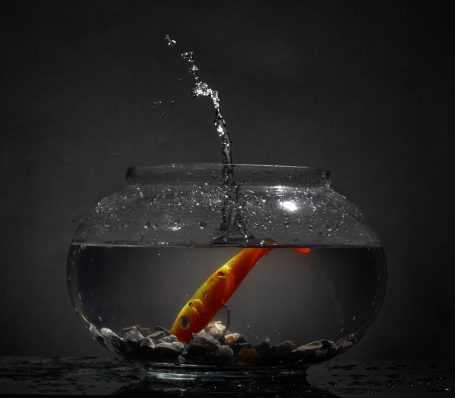 Goudvis springt uit een vissenkom met waterdruppels erin.