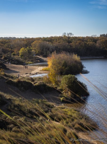 Landschap met een rustig meer, bosrand en gouden herfstbladeren in de achtergrond.